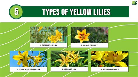 5 Types Of Yellow Lilies A Z Animals 5 Types Of Yellow Lilies A Z Animals