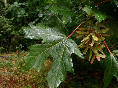 Acer Macrophyllum Aceraceae Image 11779 At Phytoimages Siu Edu Acer Macrophyllum Aceraceae Image 11779 At Phytoimages Siu Edu