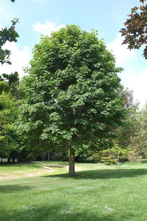 Acer Macrophyllum Tree Facts