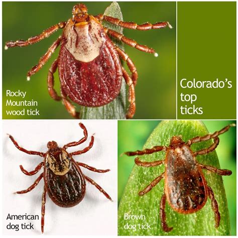 Are Ticks Common In Colorado