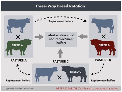 Beef Cattle Genetics Glossary Beefresearch Ca