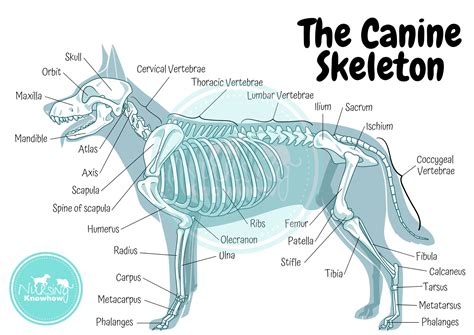 The History and Origins of the Canine Anatomy Chart