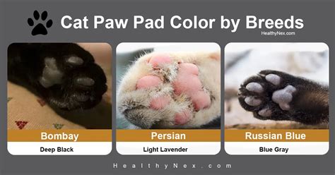 Understanding the Cat Paw Pad Color Chart: A Simple Guide