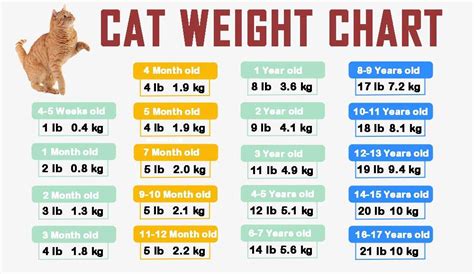 Unlock the Secrets of Your Cat's Growth with This Essential Cat Weight Chart by Age Lbs