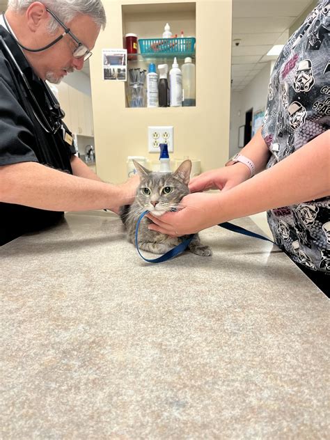 Cat Wellness Care Essentials