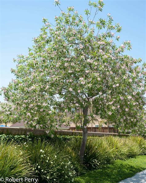 Chitalpa Tashkentensis Pink Dawn Tree Chitalpa Tashkentensis Trees