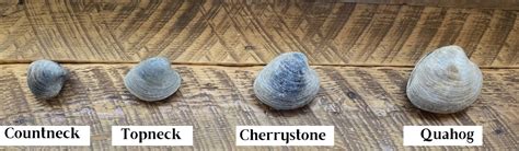 Clam Size Chart