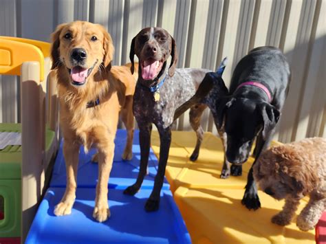Kalamazoo Dog Day Care