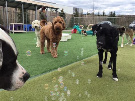 Dog Daycare Cold Nose Lodge