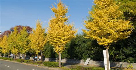 5 Ways Fairmont Ginkgo Tree