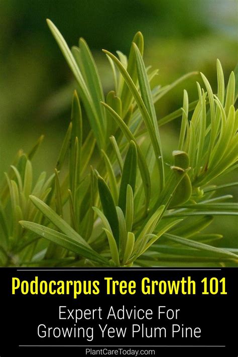 Growing Podocarpus Macrophyllus Care Tips For The Fern Pine Growing Podocarpus Macrophyllus Care Tips For The Fern Pine