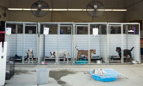 How Much Does Dog Boarding Cost At Petsmart