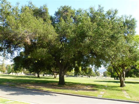 Interior Live Oak Tree Facts