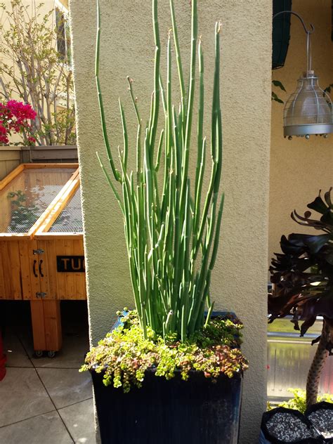 Lady Slipper Plant Succulent