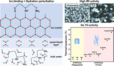 Mechanism Unraveling Of Scalable Antifreeze Oligopeptides For Enhanced Cryopreservation Langmuir