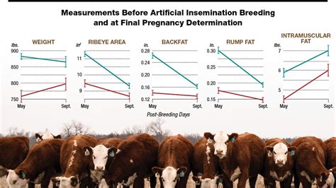 Monitor Heifer Nutrition When Transitioning From Dry Lot To Pasture