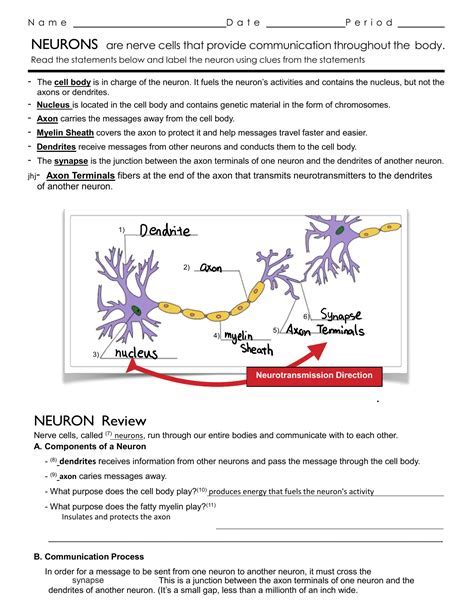 Neuron Worksheet For High School Psychology