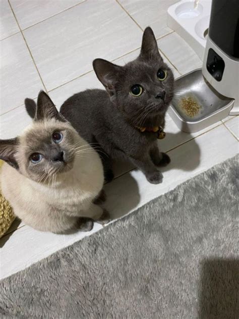 Pet Hotel Home Pet Boarding In Jakarta Barat Tanju Kota Jakarta Barat