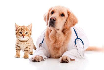 Reno Pet Urgent Care Services