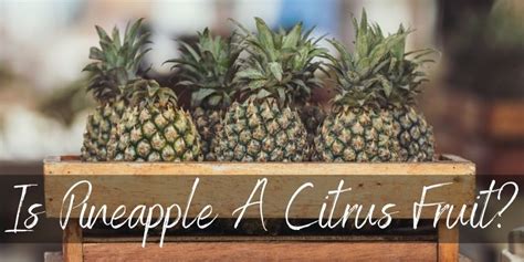 Pineapple Is Not Citrus