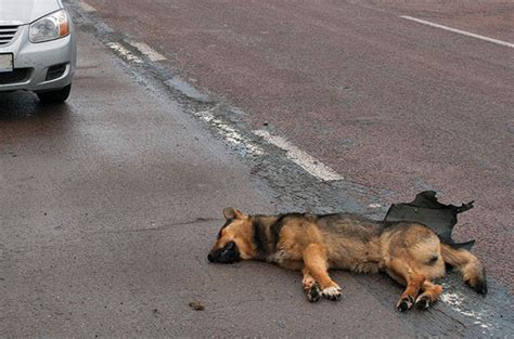 Ran Over Dog with Car Accident Help