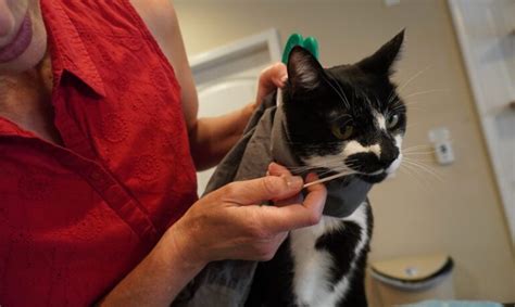 Scruffing Struggles How To Stop Scruffing Cats When You Don T Trust