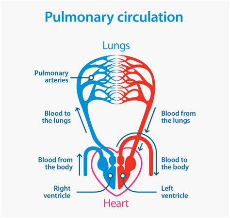 The Heart And Pulmonary Circulation At High Altitudes Circulation