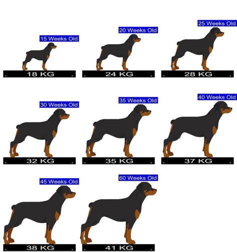 The History and Origin of the Weight Chart for Rottweiler